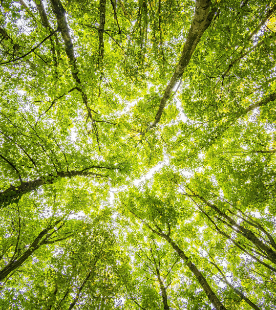 Tree canopy viewed from below with sunlight filtering through the leaves